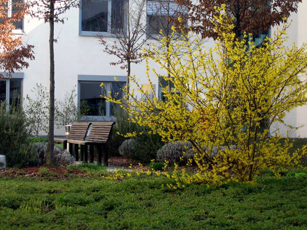 n_n_b_18  Forsythie.jpg